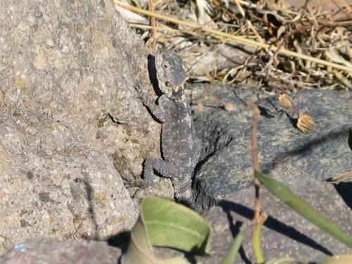Popielato-szara jaszczurka kurkutavlos Agama stelio
